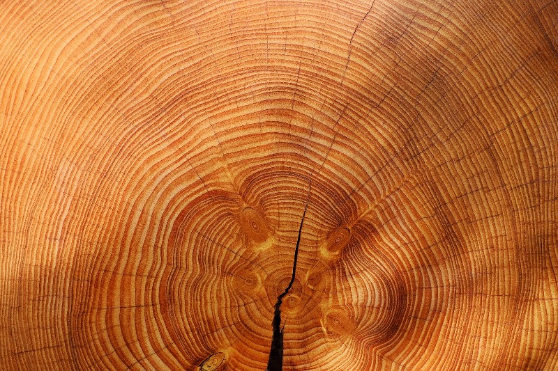 Holz Jahresringe