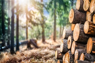 nachhaltige Forstwirtschaft