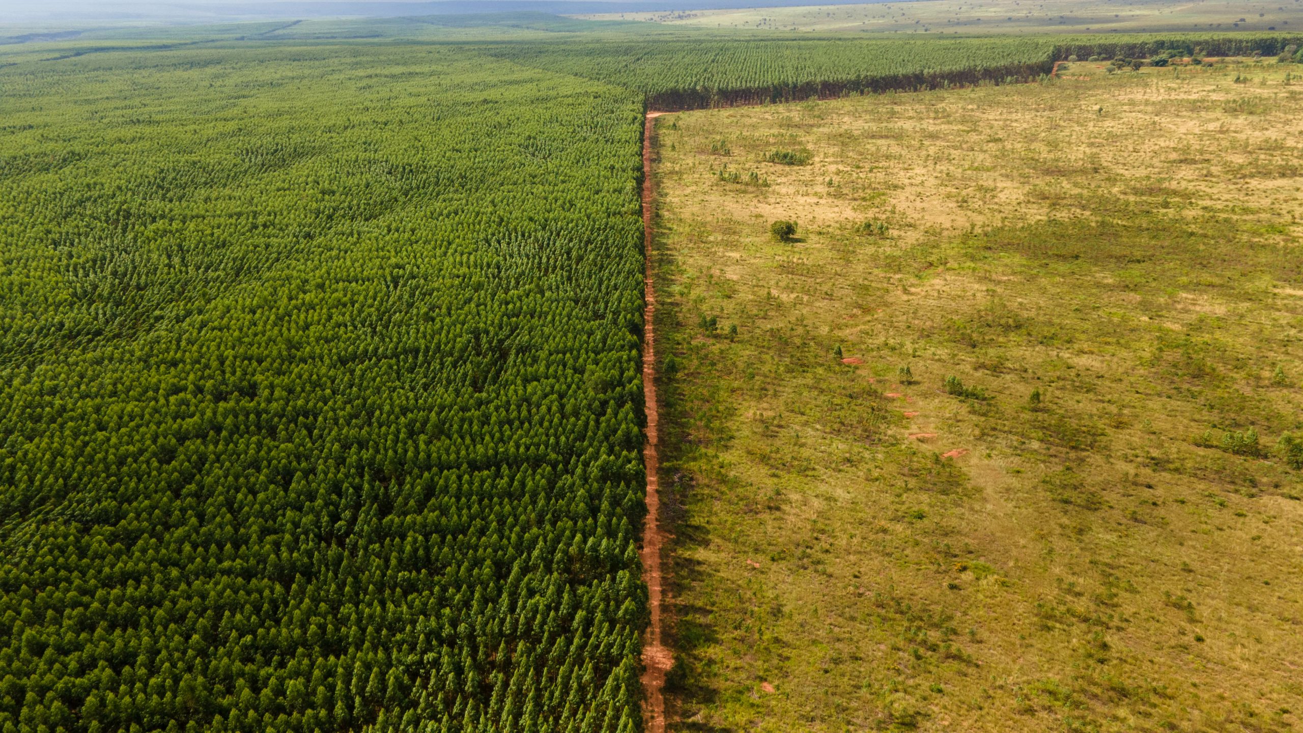 Holzeinschlag Brasilien