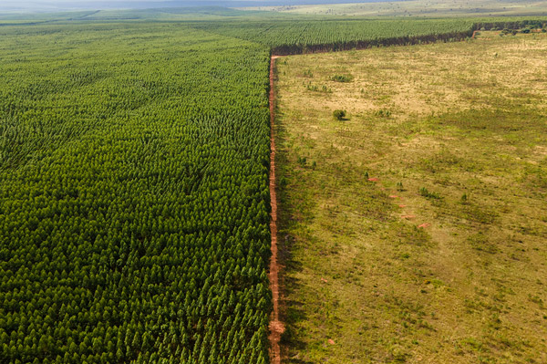 Holzeinschlag Brasilien