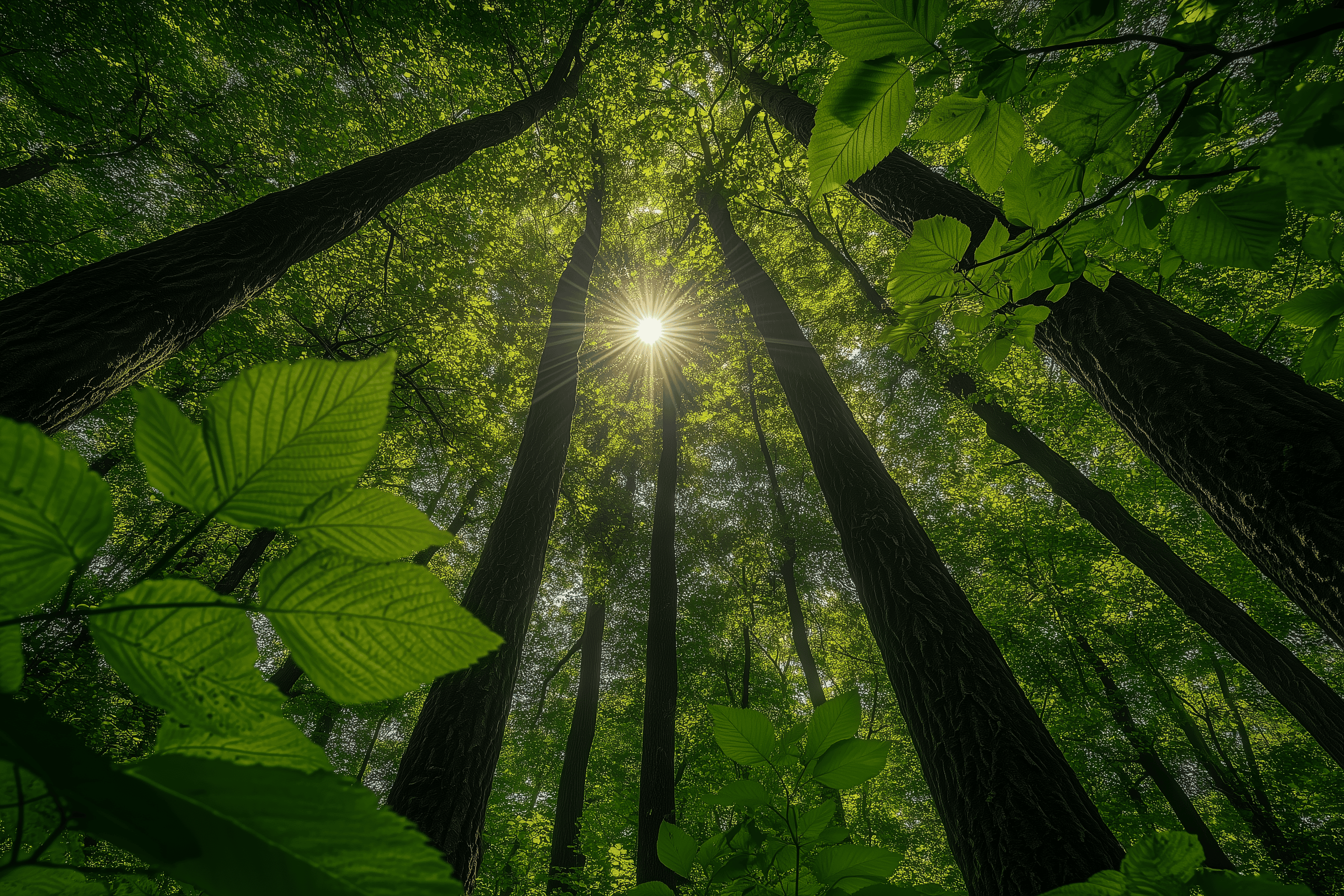 Ein deutscher Wald